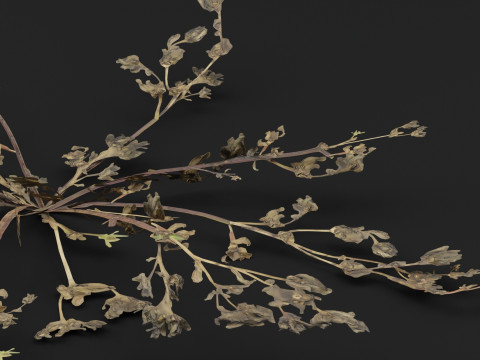 马齿苋植物 3D 模型