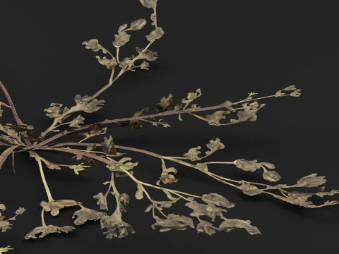 Portulaca oleracea Plant 3D Model