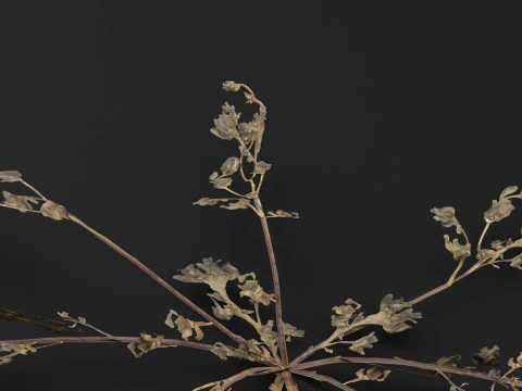 Portulaca oleracea Plant 3D Model