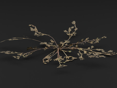 马齿苋植物 3D 模型