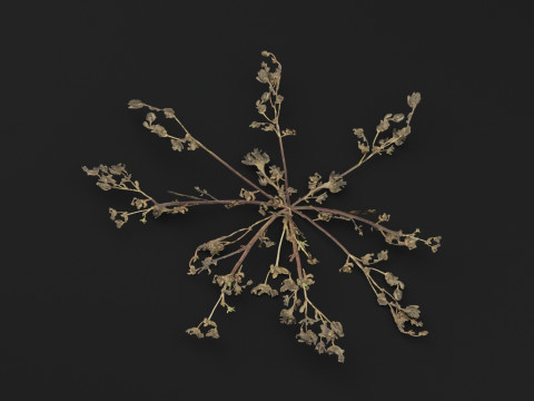 马齿苋植物 3D 模型