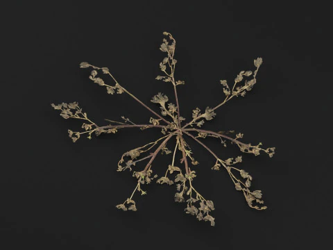 Portulaca oleracea Plant 3D Model