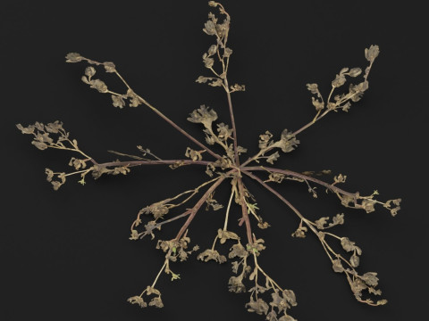 马齿苋植物 3D 模型