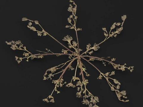 Portulaca oleracea Plant 3D Model