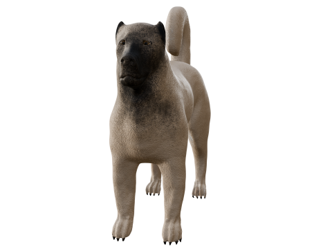 Kangal Shepherd 3d Modèle 3D
