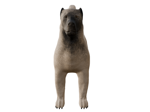 Kangal Shepherd 3d Modèle 3D