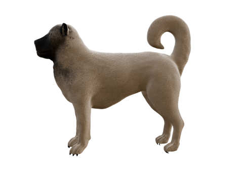 Kangal Shepherd 3d Modèle 3D