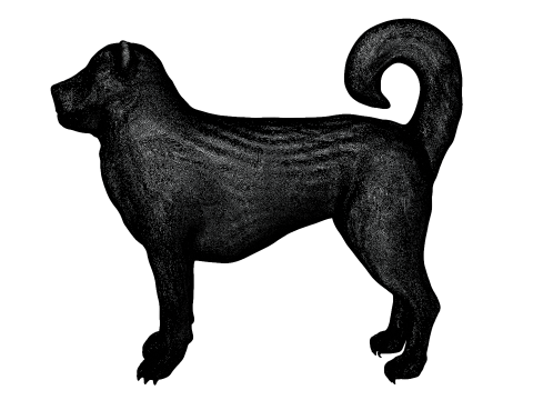 Kangal Shepherd 3d Modèle 3D