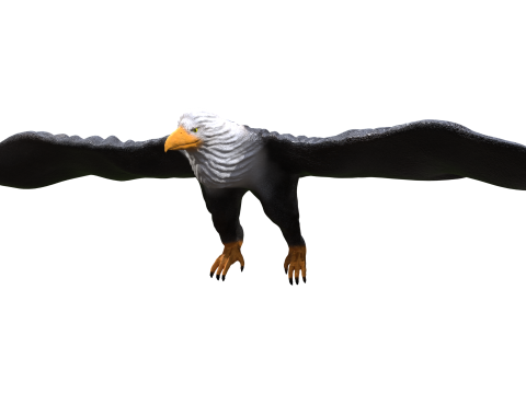Eagle 3d 3D Model