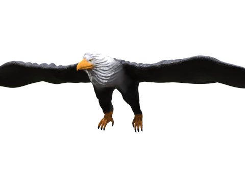 イーグル 3D 3Dモデル