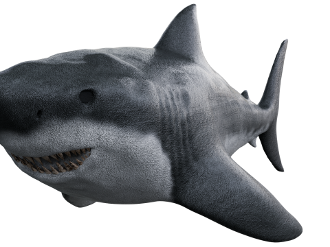 Shark 3d Modelo 3D