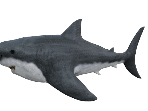 Shark 3d Modelo 3D