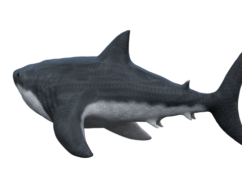 Shark 3d Modelo 3D