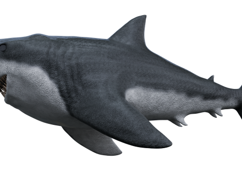 Shark 3d Modelo 3D