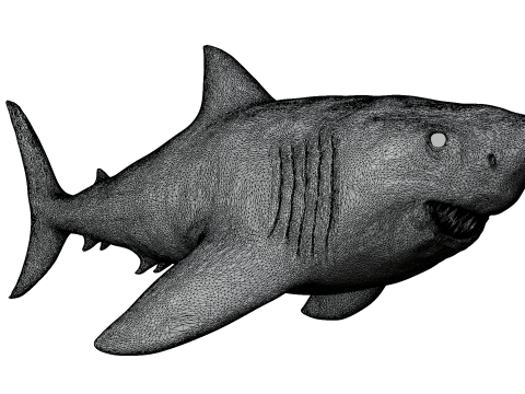 Shark 3d Modelo 3D