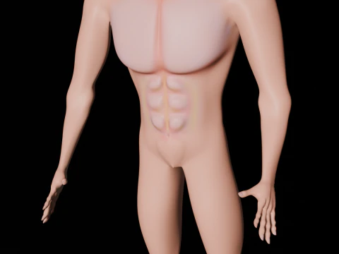 Human 3D Model