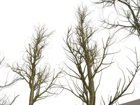 Bare trees 3Dモデル