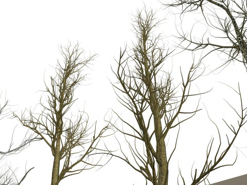 裸木 3Dモデル