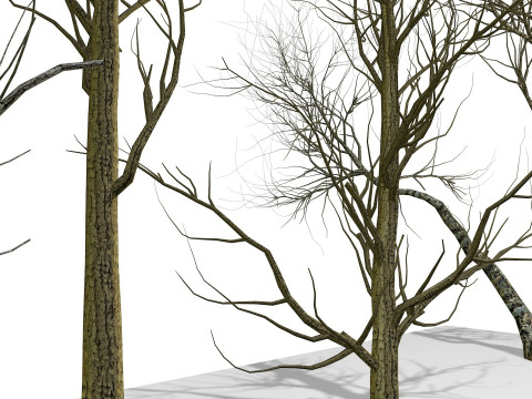 Bare trees 3Dモデル