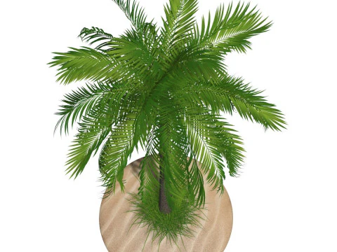 Palm Tree R1 3D Model