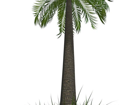 Palm Tree R1 3D Model
