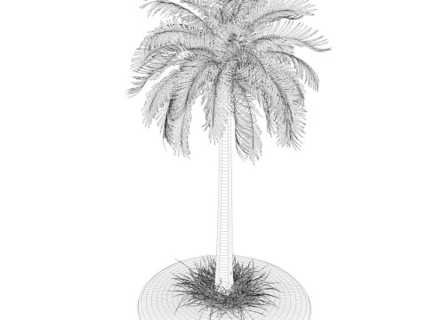 Palm Tree R1 3D Model