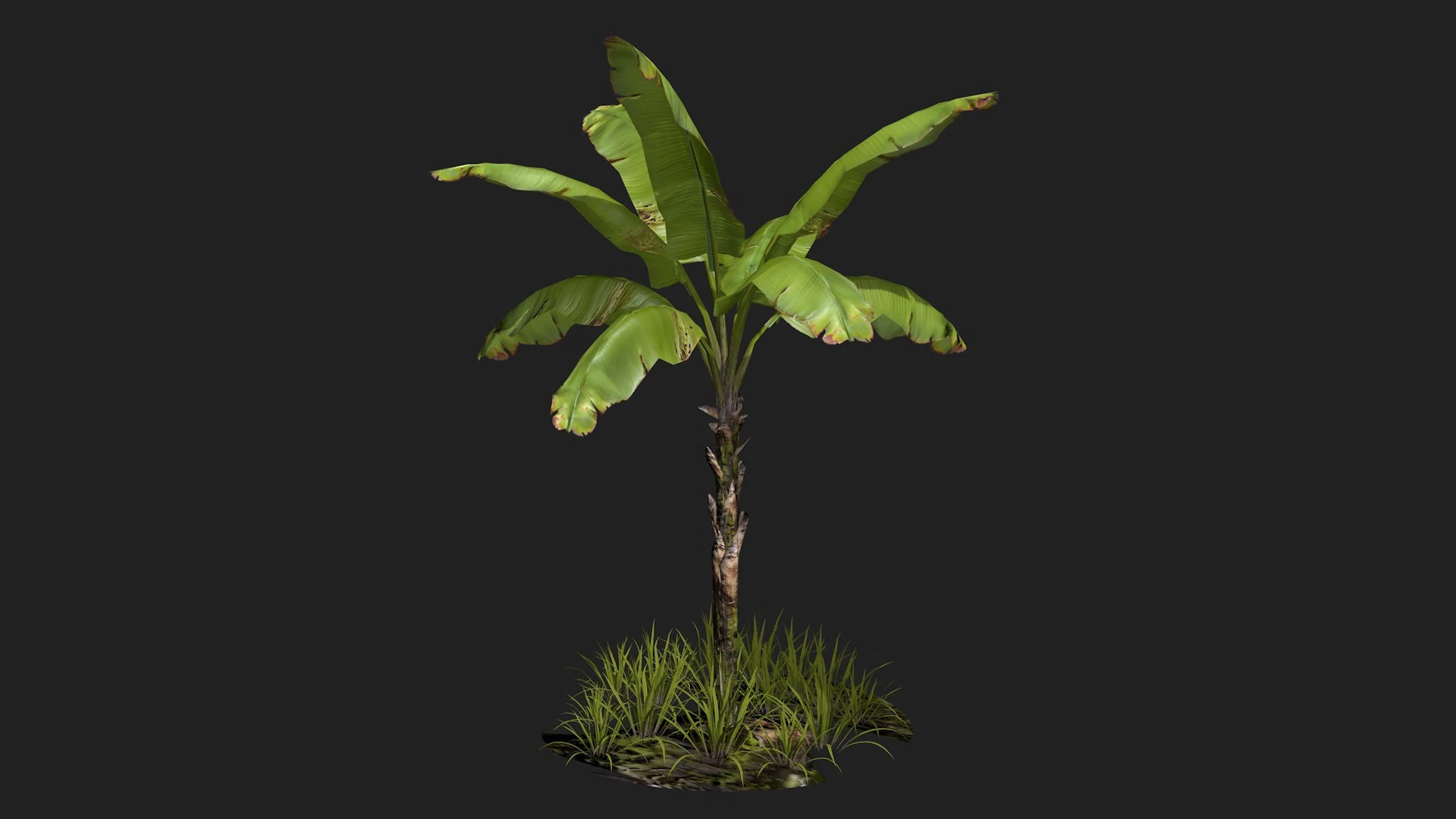 Banana Tree R1 3D Model .c4d .max .obj .3ds .fbx .stl .blend 