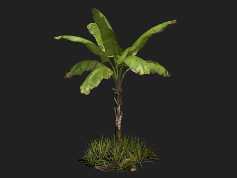 Banana Tree R1 3Dモデル