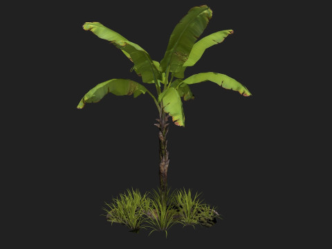 Banana Tree R1 3D मॉडल