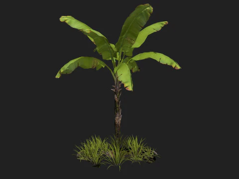 Banana Tree R1 3D Model