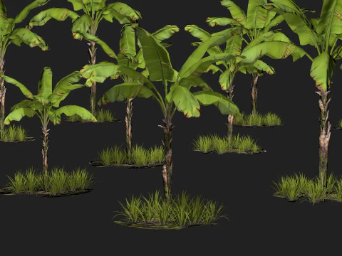 Banana Tree R1 3D Model
