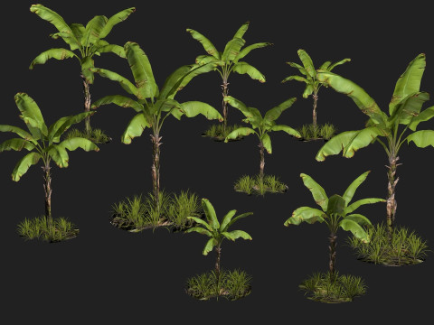 Banana Tree R1 3D मॉडल