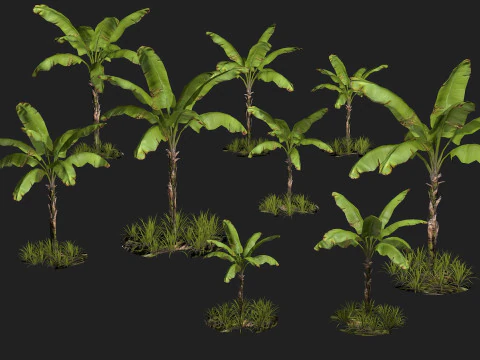 Banana Tree R1 3D Model