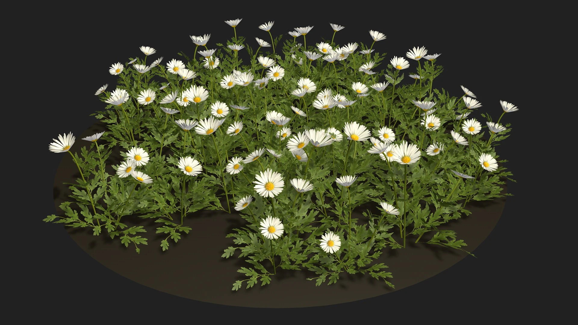 Camomile field grass chamomile garden 3D Model .c4d .max .obj .3ds .fbx .stl .blend 