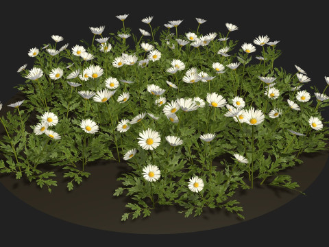 Camomile field grass chamomile garden 3Dモデル