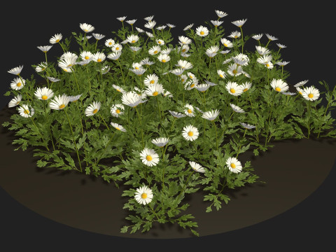 Camomile field grass chamomile garden 3Dモデル