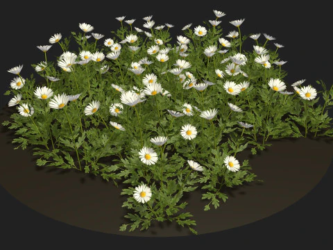 Camomile field grass chamomile garden 3D Model