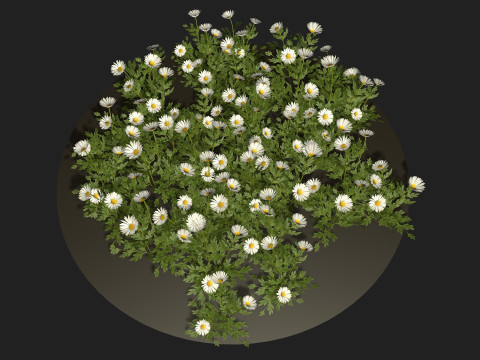 Camomile field grass chamomile garden 3Dモデル