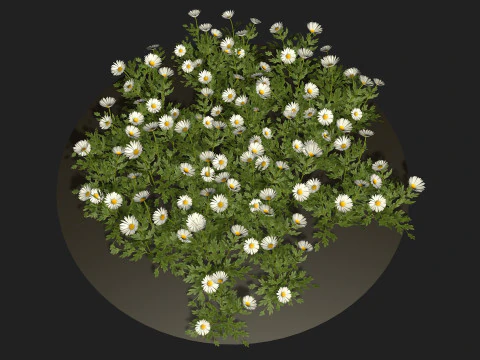 Camomile field grass chamomile garden 3D Model