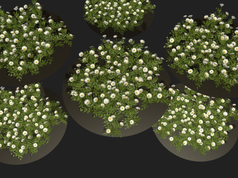 Camomile field grass chamomile garden 3Dモデル