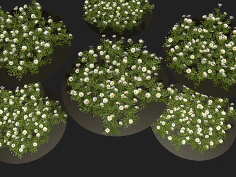 Camomile field grass chamomile garden 3D Model