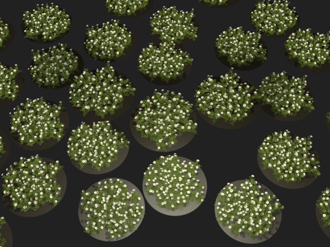 Camomile field grass chamomile garden 3Dモデル