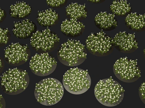 Camomile field grass chamomile garden 3D Model