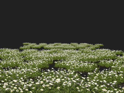 Camomile field grass chamomile garden 3Dモデル