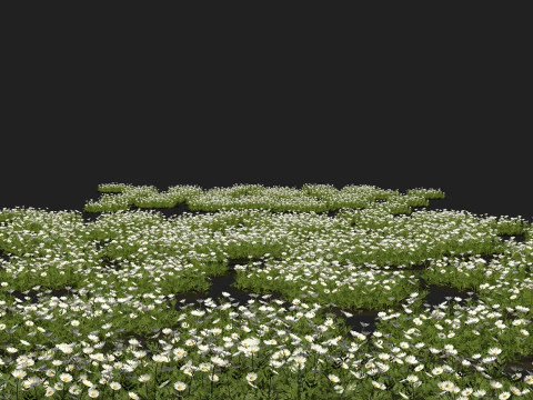 Camomile field grass chamomile garden 3D Model