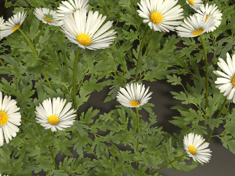 Camomile field grass chamomile garden 3D Model