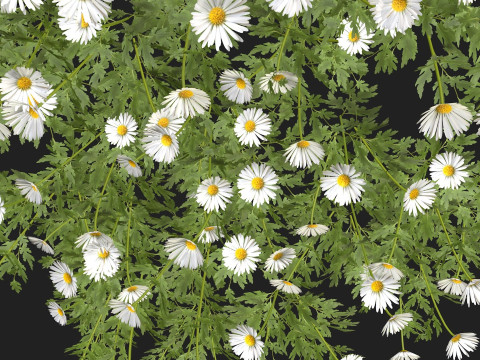 Camomile field grass chamomile garden 3Dモデル