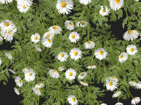 Camomile field grass chamomile garden 3D Model