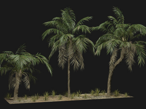 Tropical Palm 3 trees 3Dモデル