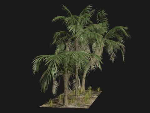 Tropical Palm 3 trees 3D मॉडल